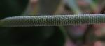 Desert privet